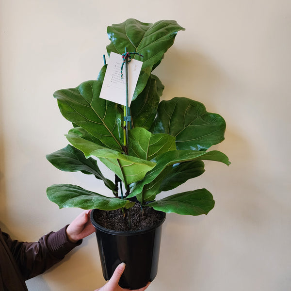 Fiddle Leaf Fig - Medium Tripple