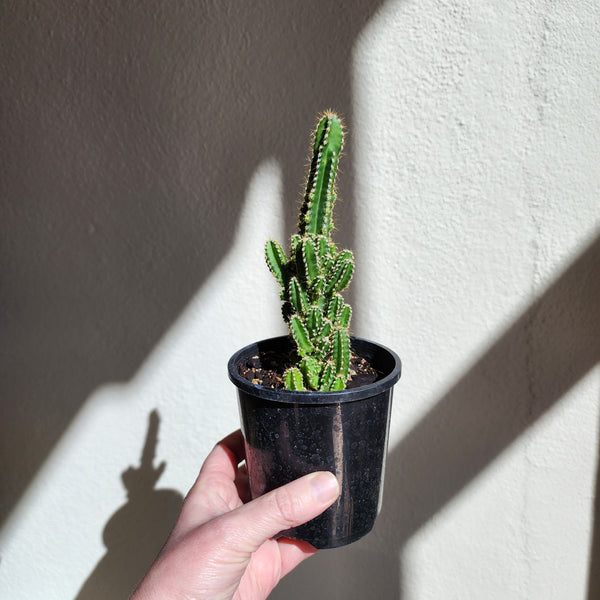 Fairy Castle Cactus - Small