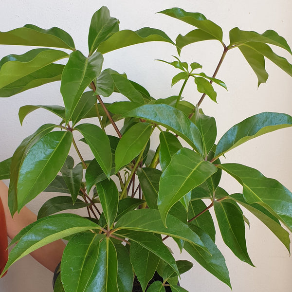 Umbrella Plant - Large Leaf
