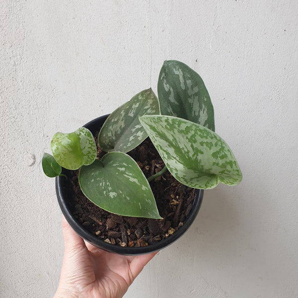 Satin Pothos