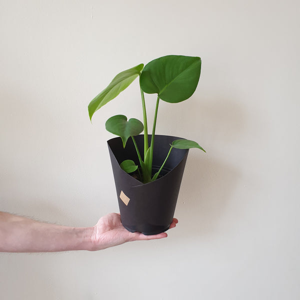 Monstera - Small
