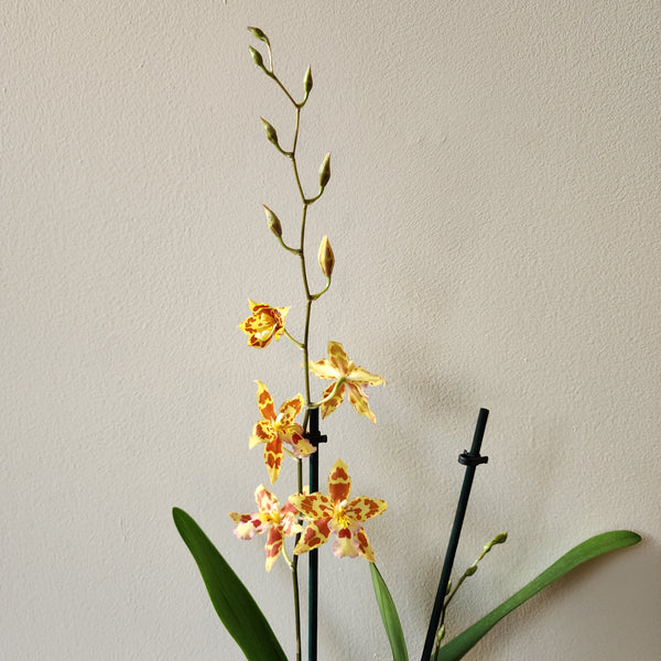 Orchid "Tiger Tail"