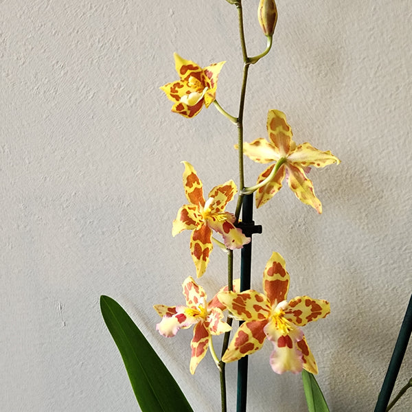 Orchid "Tiger Tail"