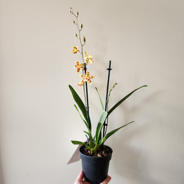 Orchid "Tiger Tail"