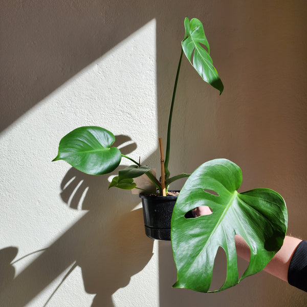 Monstera - Small