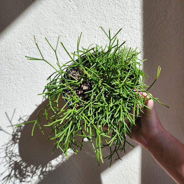 Mistletoe Cactus Rhipsalis Capilliformis