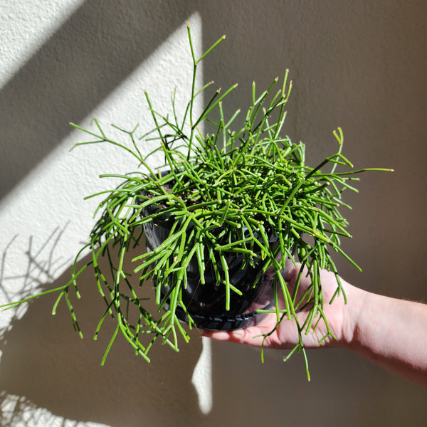 Mistletoe Cactus Rhipsalis Capilliformis
