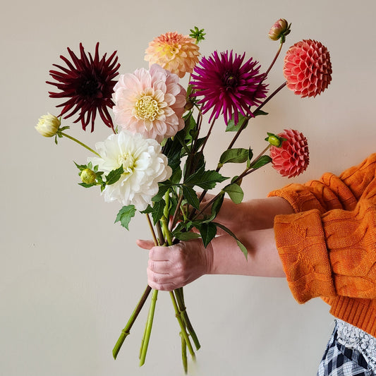 Dahlia Blooms  - with FREE LOCAL DELIVERY