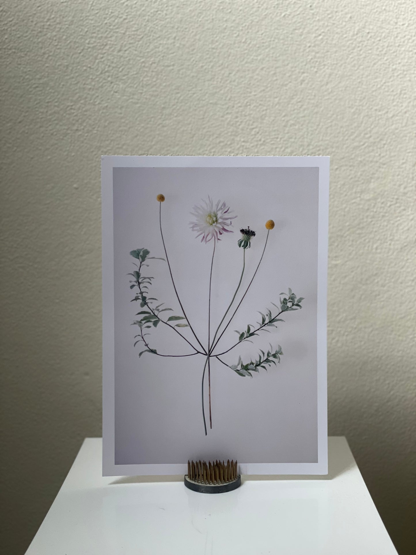 TRIO - Botanical Art Prints