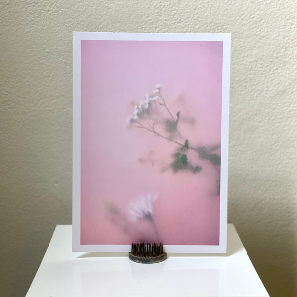 Pink Daisy - Botanical Art Print