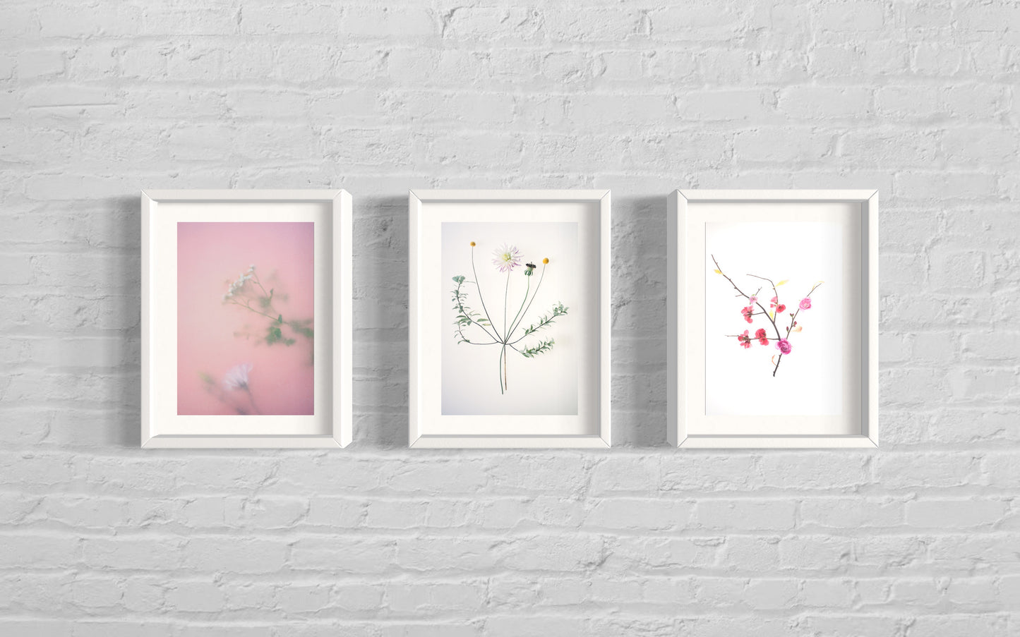 Pink Daisy - Botanical Art Print