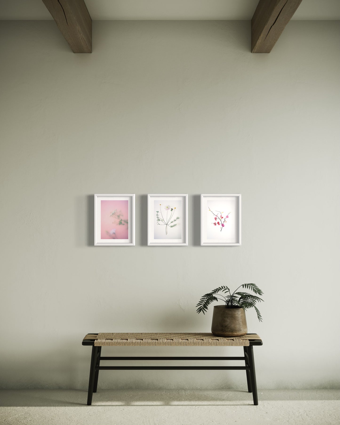 Pink Daisy - Botanical Art Print