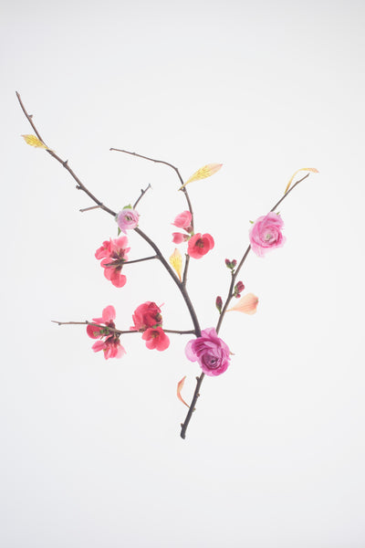 TRIO - Botanical Art Prints