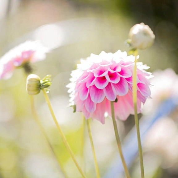 Bloom and Grow Workshop: Dahlia,  Sunday 3 March, 2.30pm