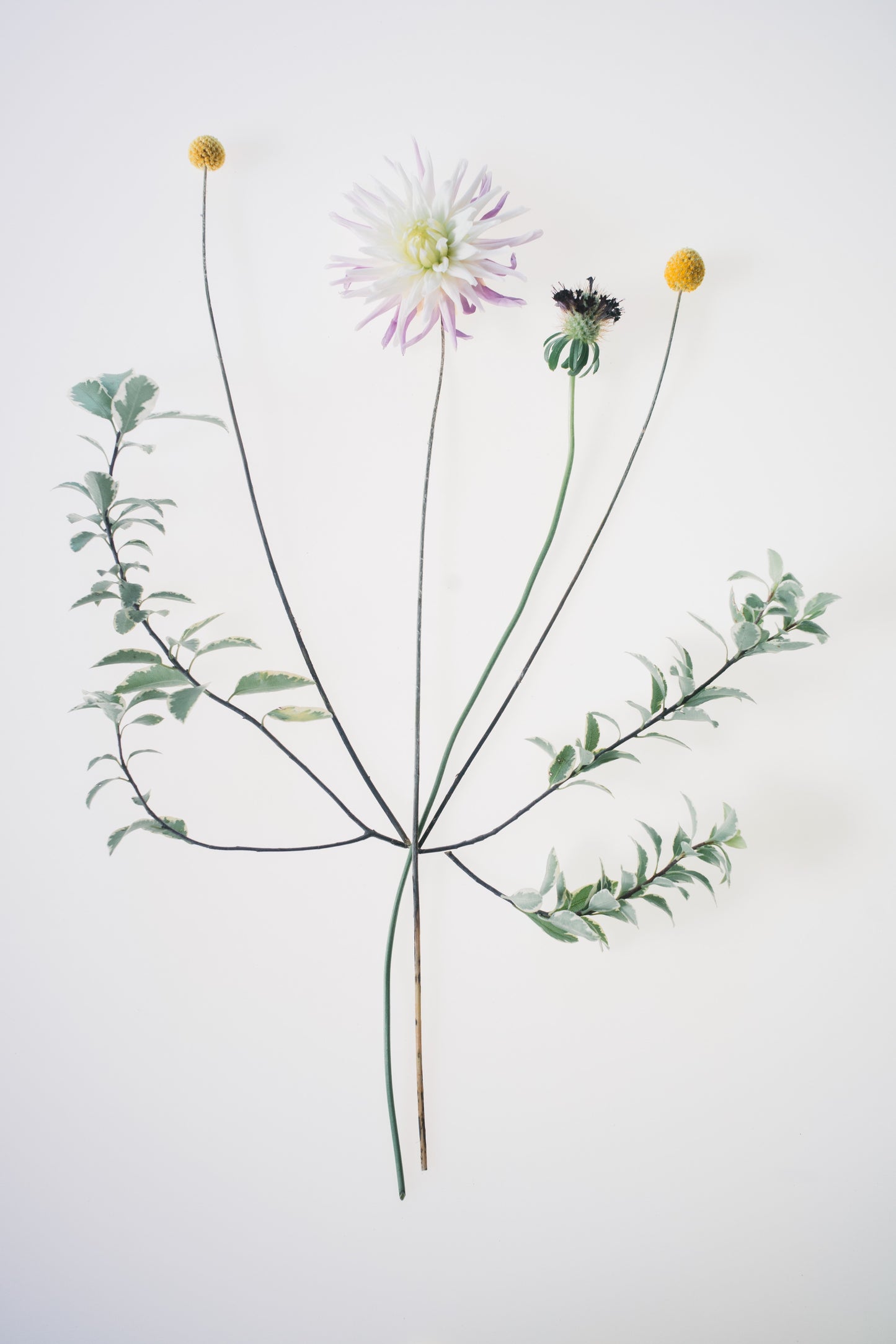 Dahlia  - Botanical Art Print