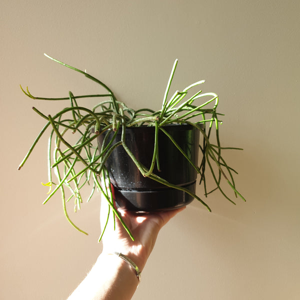 Rhipsalis Spaghetti Cactus