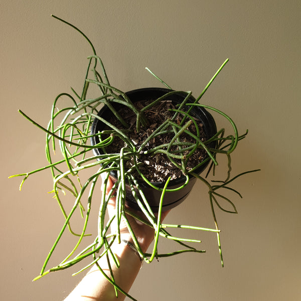 Rhipsalis Spaghetti Cactus