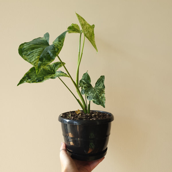 Syngonium Mojito