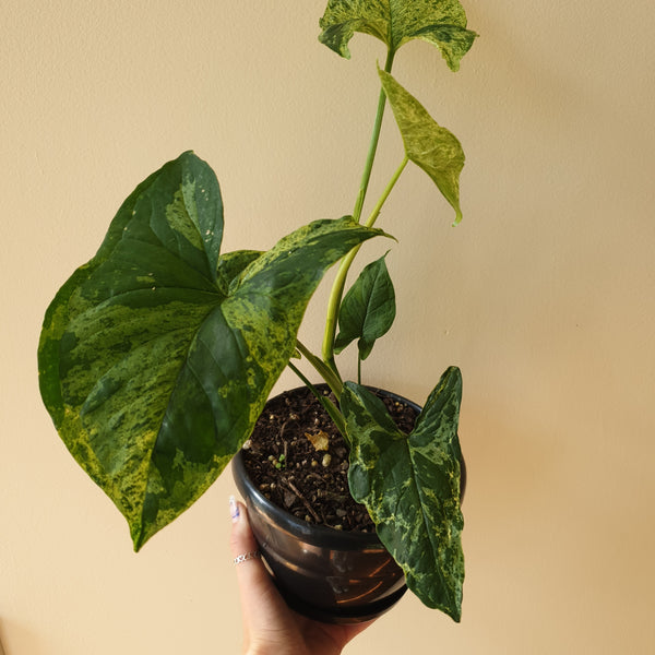 Syngonium Mojito