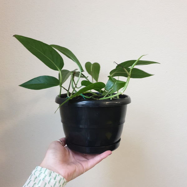 Epipremnum Pinnatum Tibatib