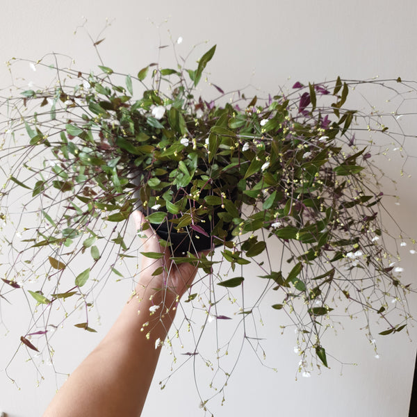 Bridal Veil - medium