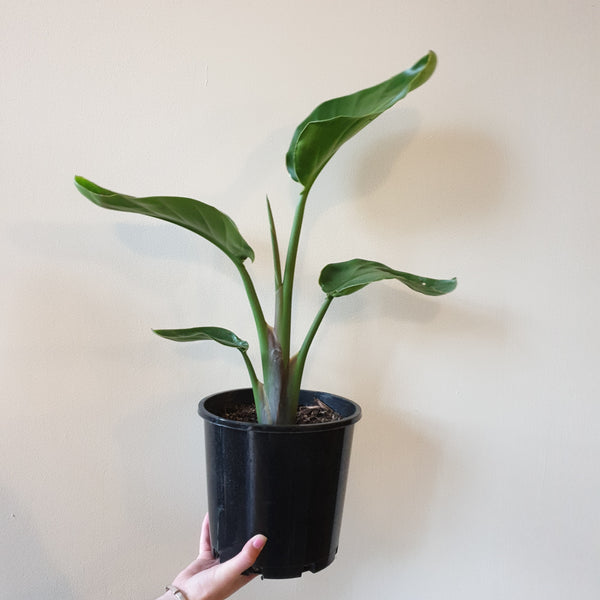 Giant Bird of Paradise - medium