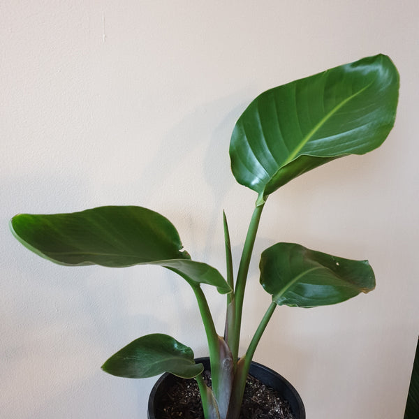 Giant Bird of Paradise - medium