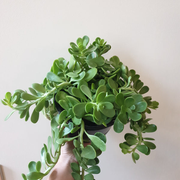 Trailing Jade Plant