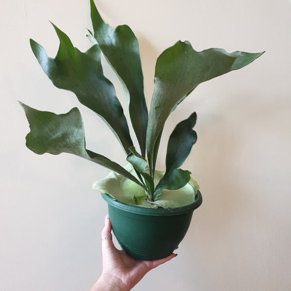 Staghorn Fern Platycerium