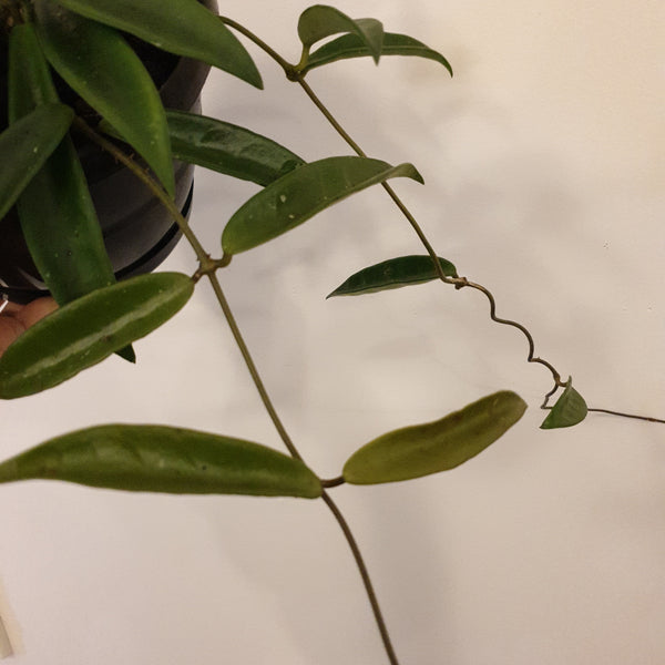 Hoya Carnosa