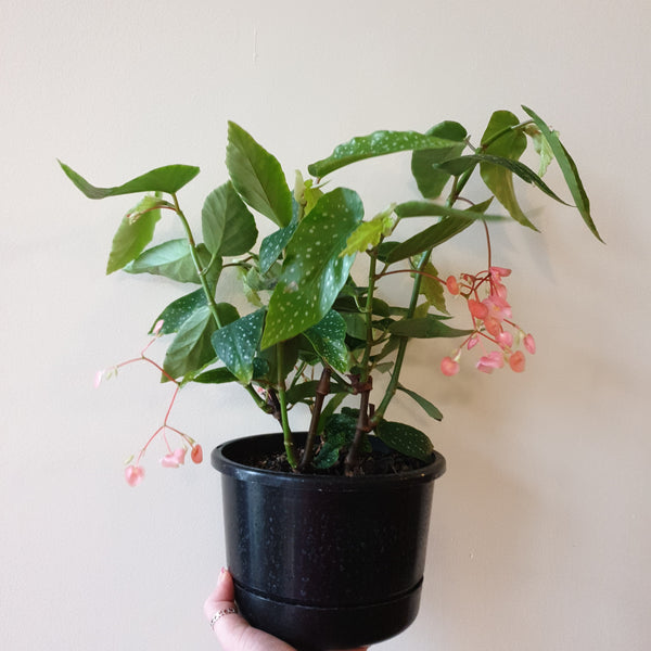 Begonia Rosea Picta painted leaf