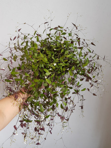 Bridal Veil - medium