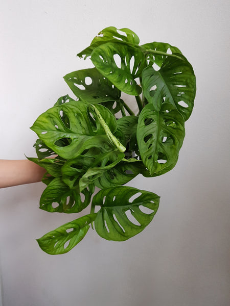 Monkey Mask  Vine