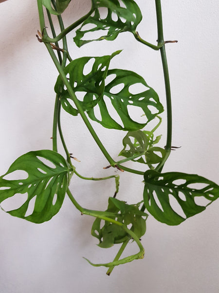Swiss Cheese Vine Plant