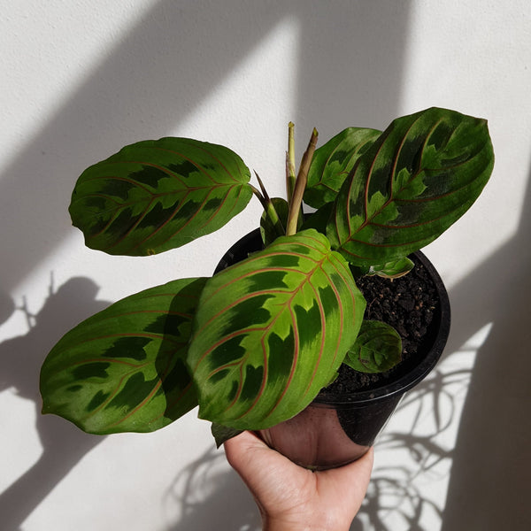Maranta Prayer Plant - Tricolour