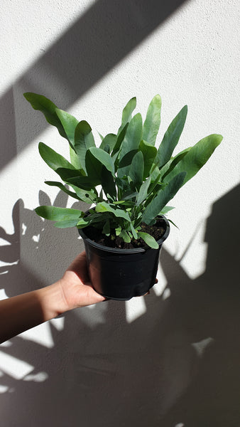 Blue Star Fern
