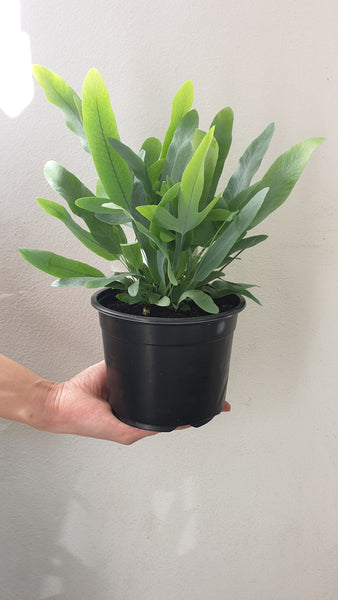 Blue Star Fern