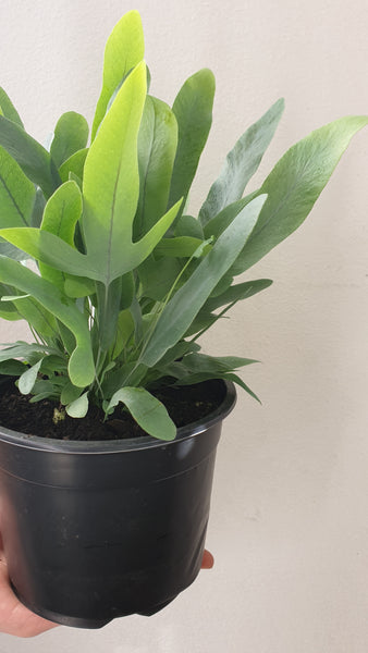Blue Star Fern