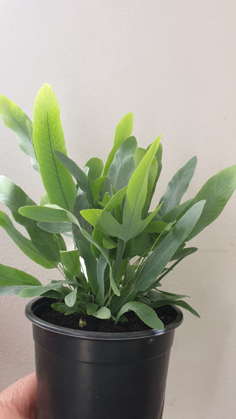 Blue Star Fern