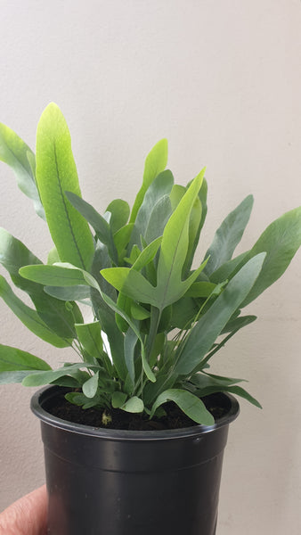 Blue Star Fern