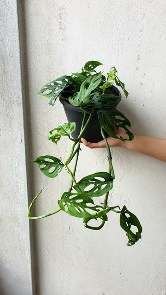 Swiss Cheese Vine Plant
