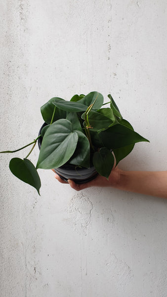 Heart Leaf Philodendron