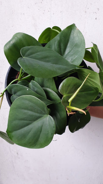 Heart Leaf Philodendron