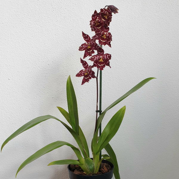 Orchid 'Favourite'