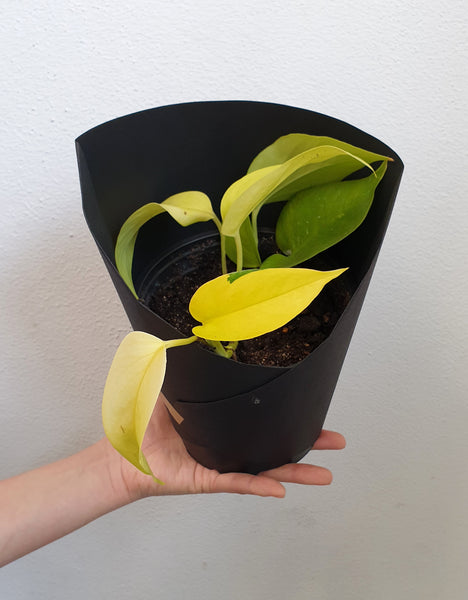Neon Pothos - medium