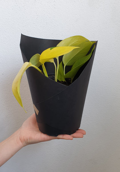 Neon Pothos - medium