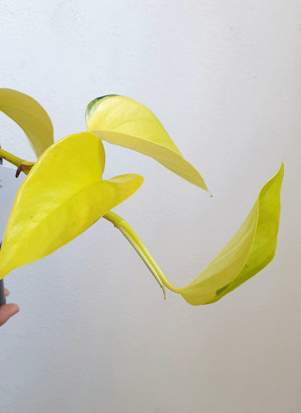 Neon Pothos - medium