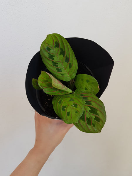 Maranta Prayer Plant - Tricolour