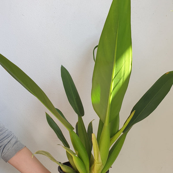 Philodendron Fat Boy - Large