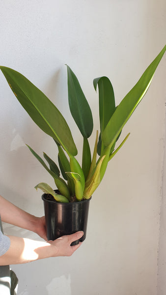 Philodendron Fat Boy - Large